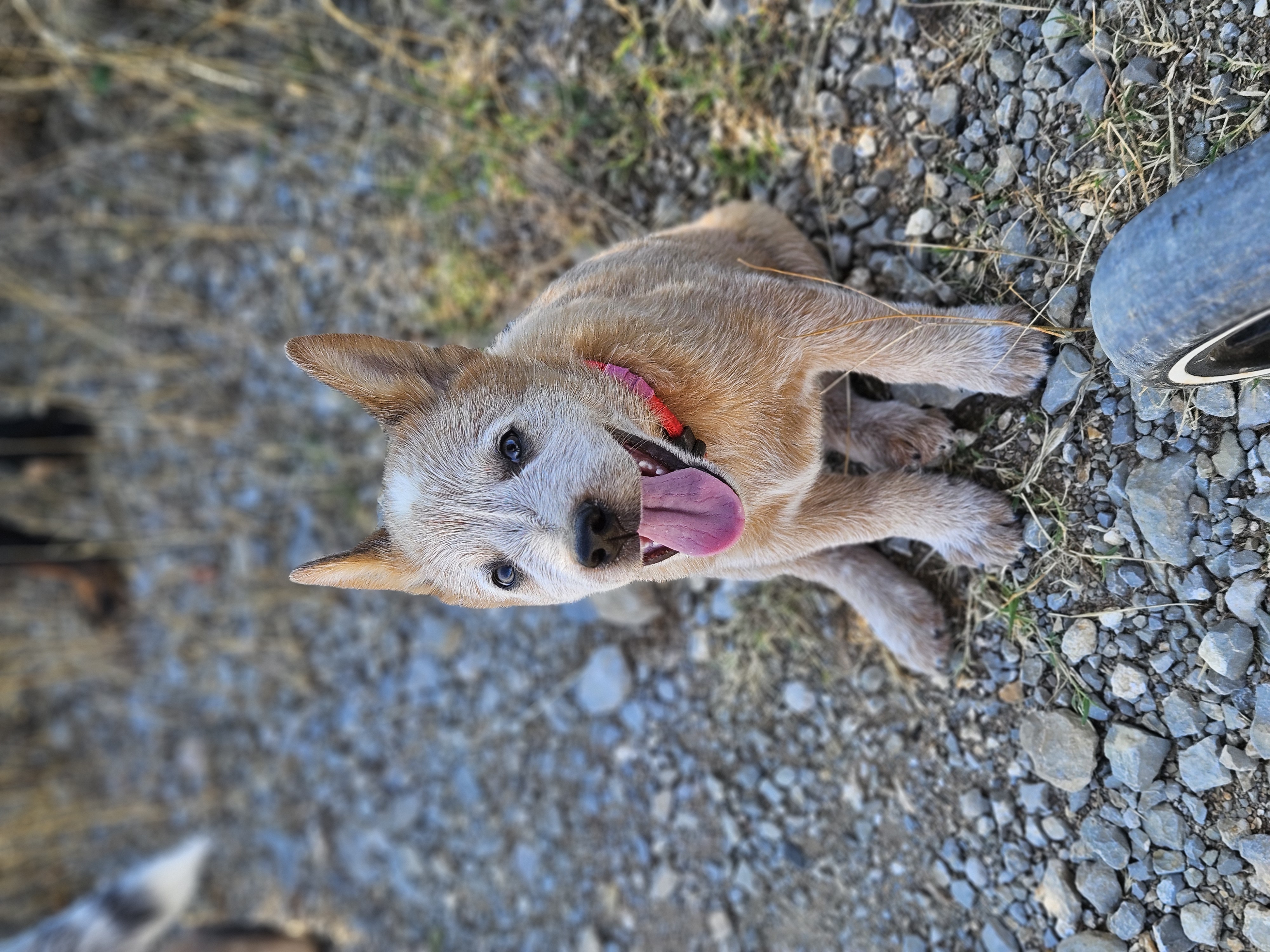 Appolo — le petit dernier