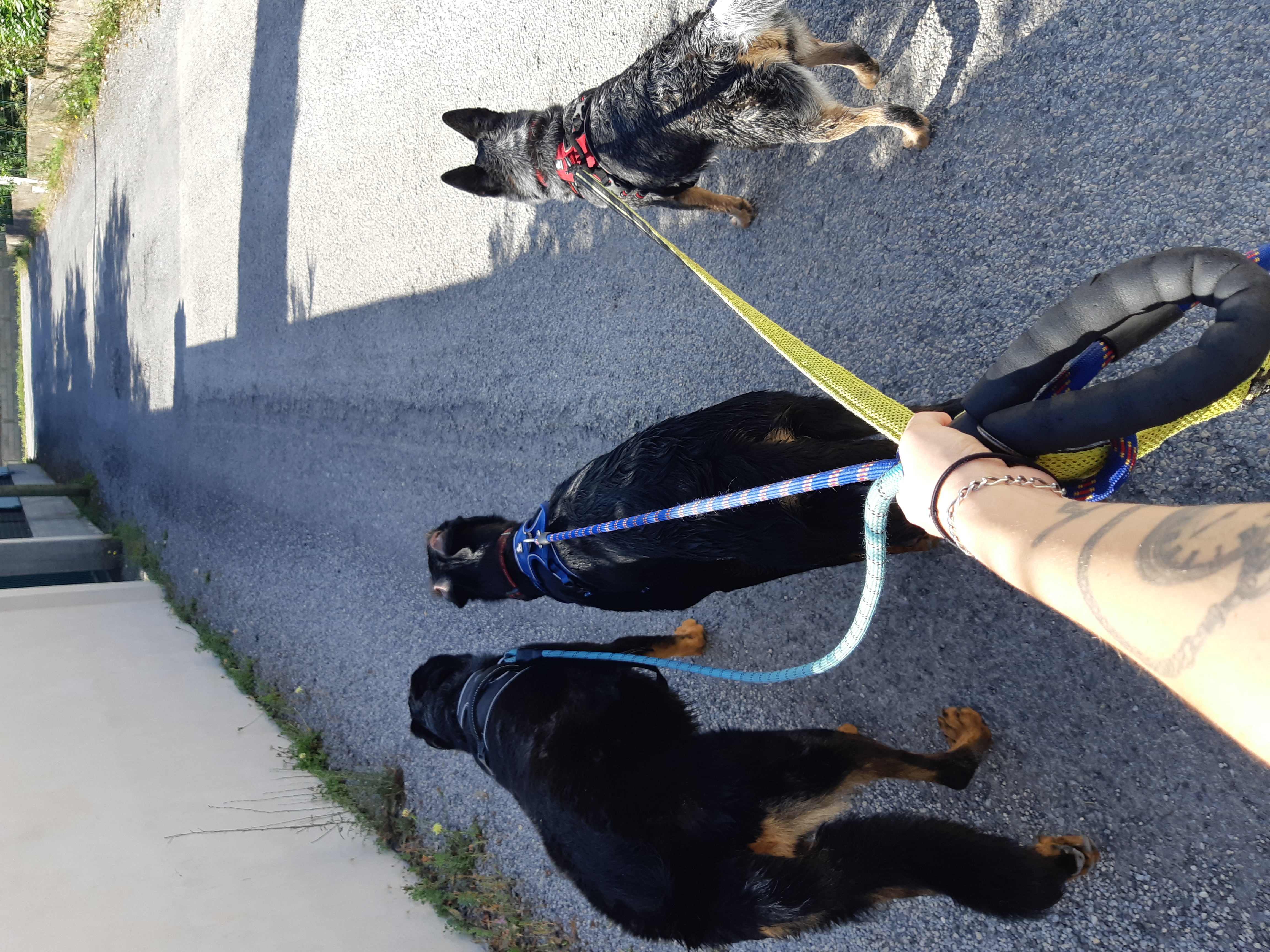 Balade canine en nature