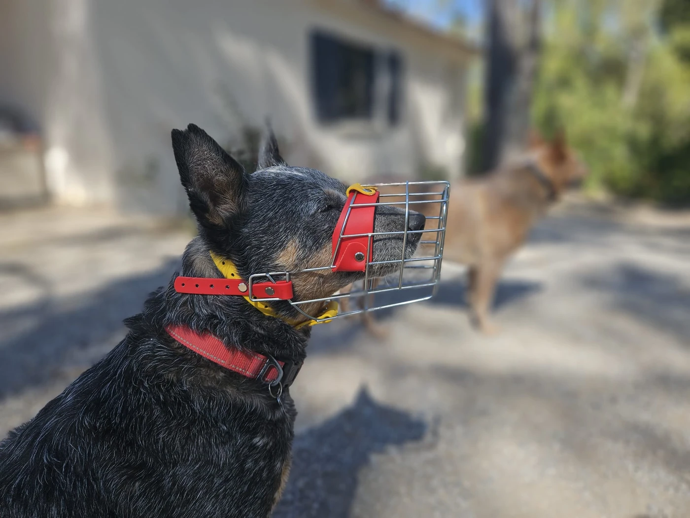 Muselière sur mesure portée par un chien