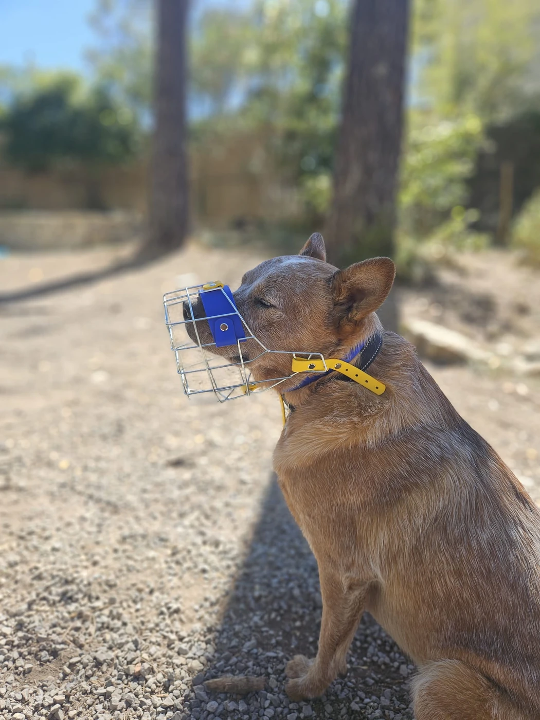 Muselière personnalisée portée par un chien