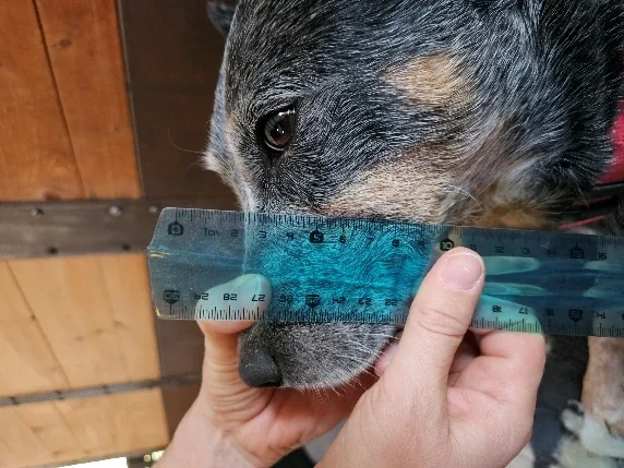 Hauteur du museau, repère photographié sur le chien