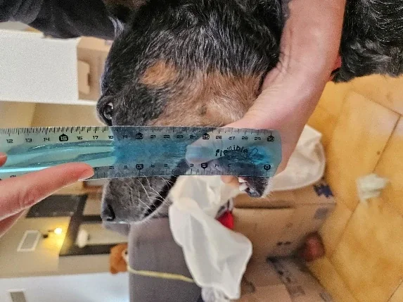 Hauteur gueule ouverte, repère photographié sur le chien