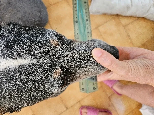 Largeur du museau, repère photographié sur le chien