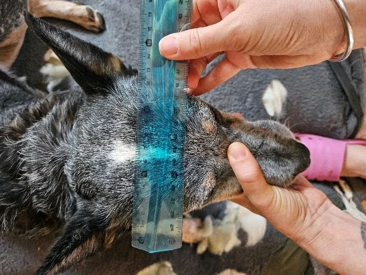 Largeur de la tête, repère photographié sur le chien