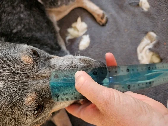 Longueur du museau, repère photographié sur le chien