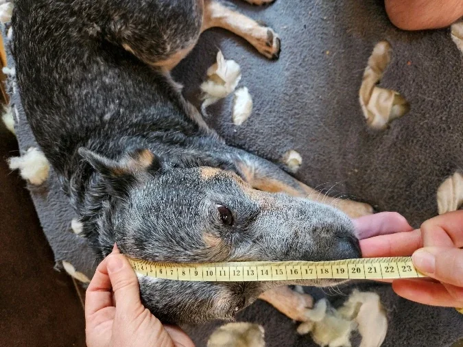 Longueur de la tête, repère photographié sur le chien