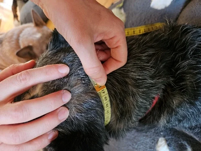 Tour de cou, repère photographié sur le chien