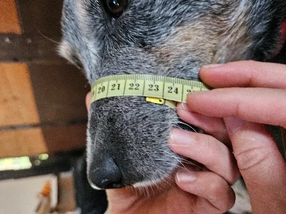 Tour de museau, repère photographié sur le chien