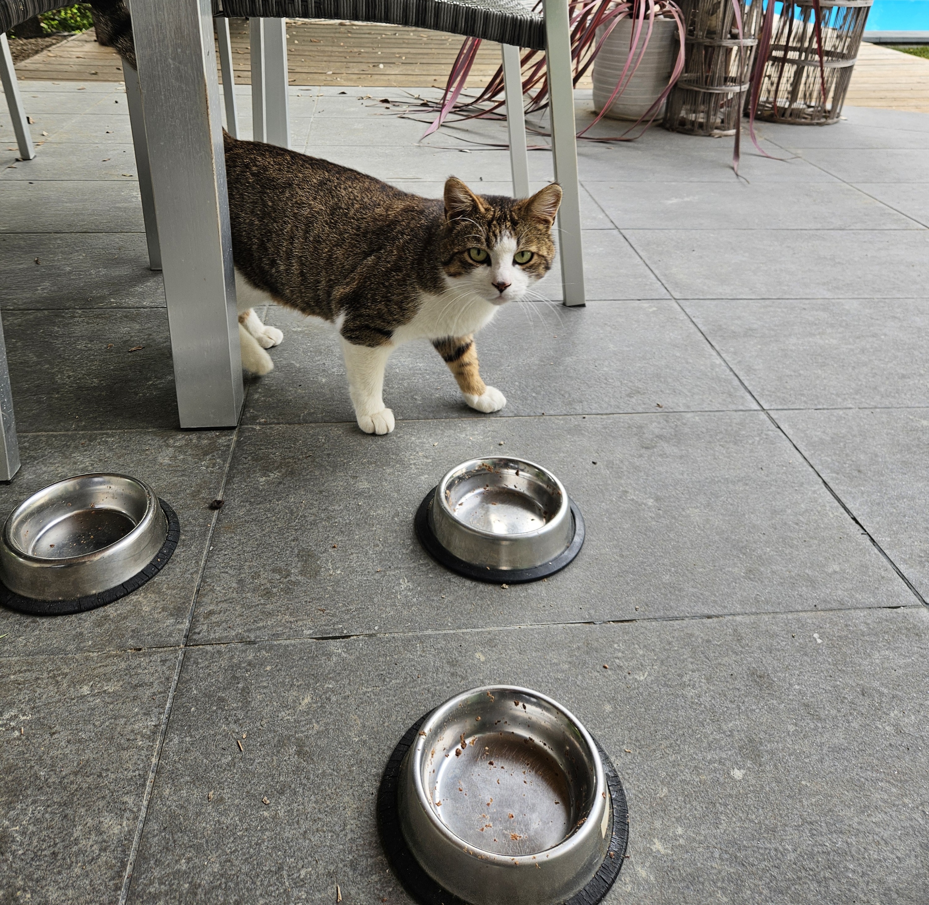 Chat suivi lors d'une visite petsitting à domicile