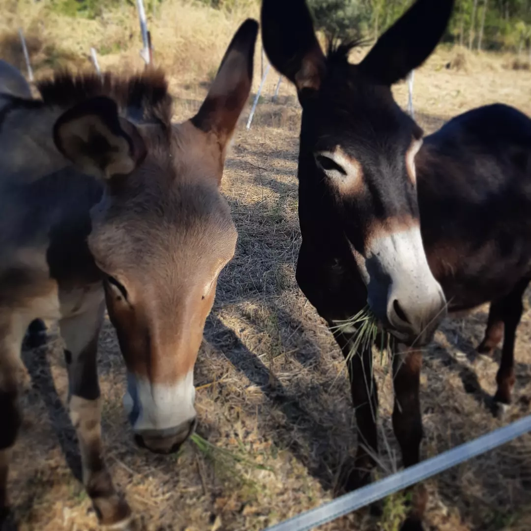 Ânes rencontrés lors d'une sortie encadrée