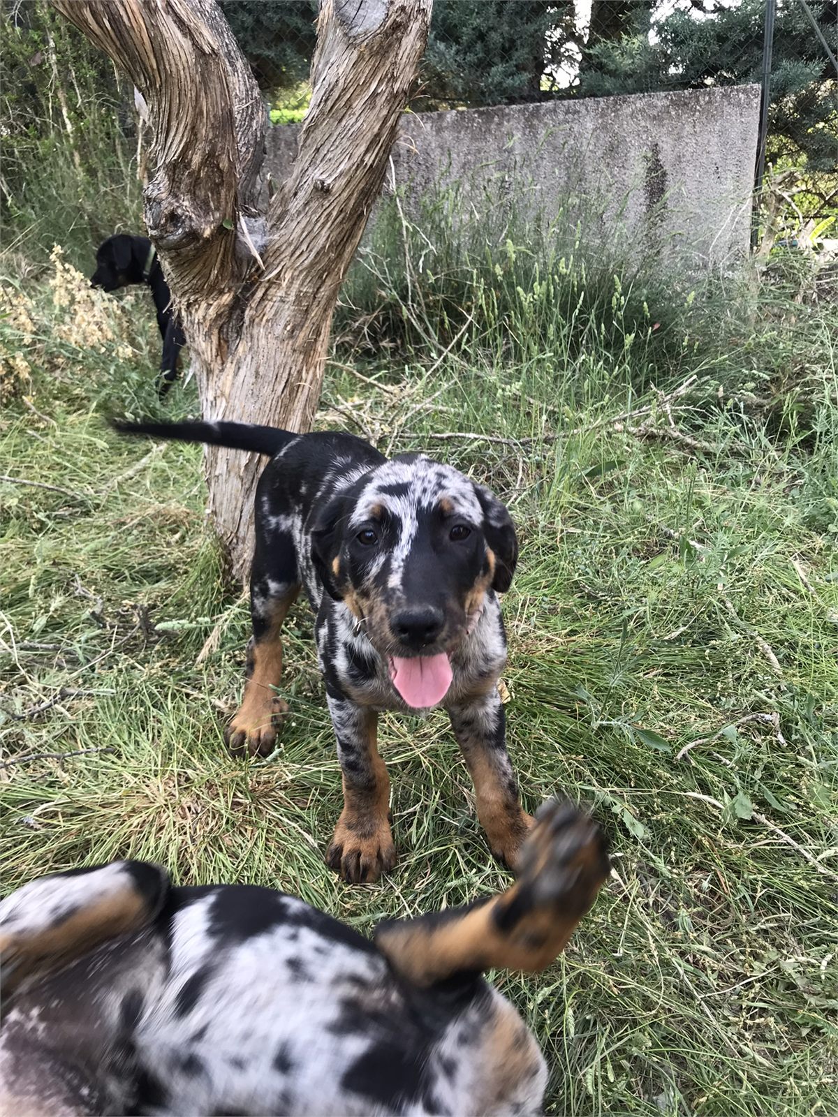 Chiot accompagné pour les premiers apprentissages