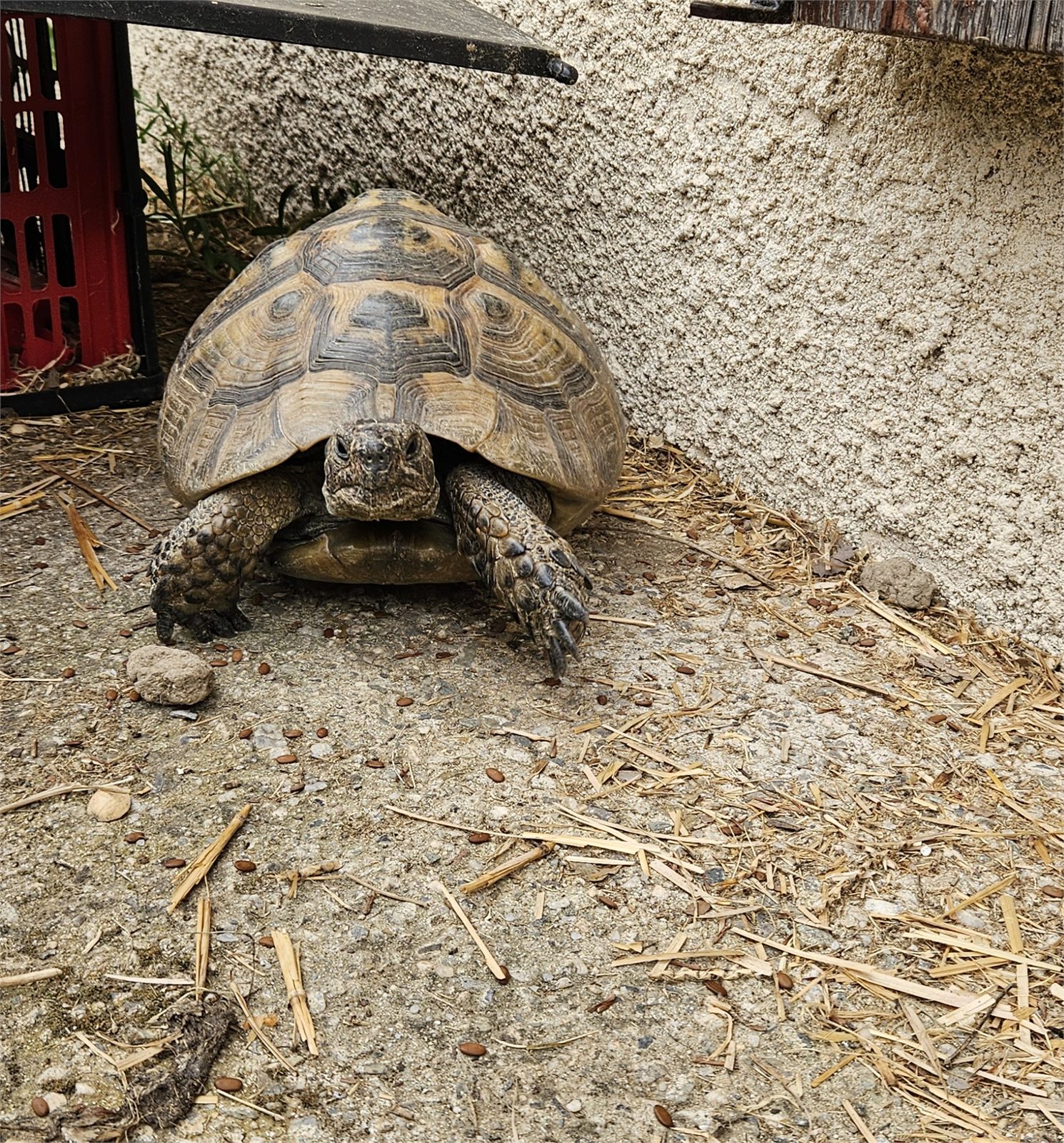 Animal accompagné pendant une garde à domicile