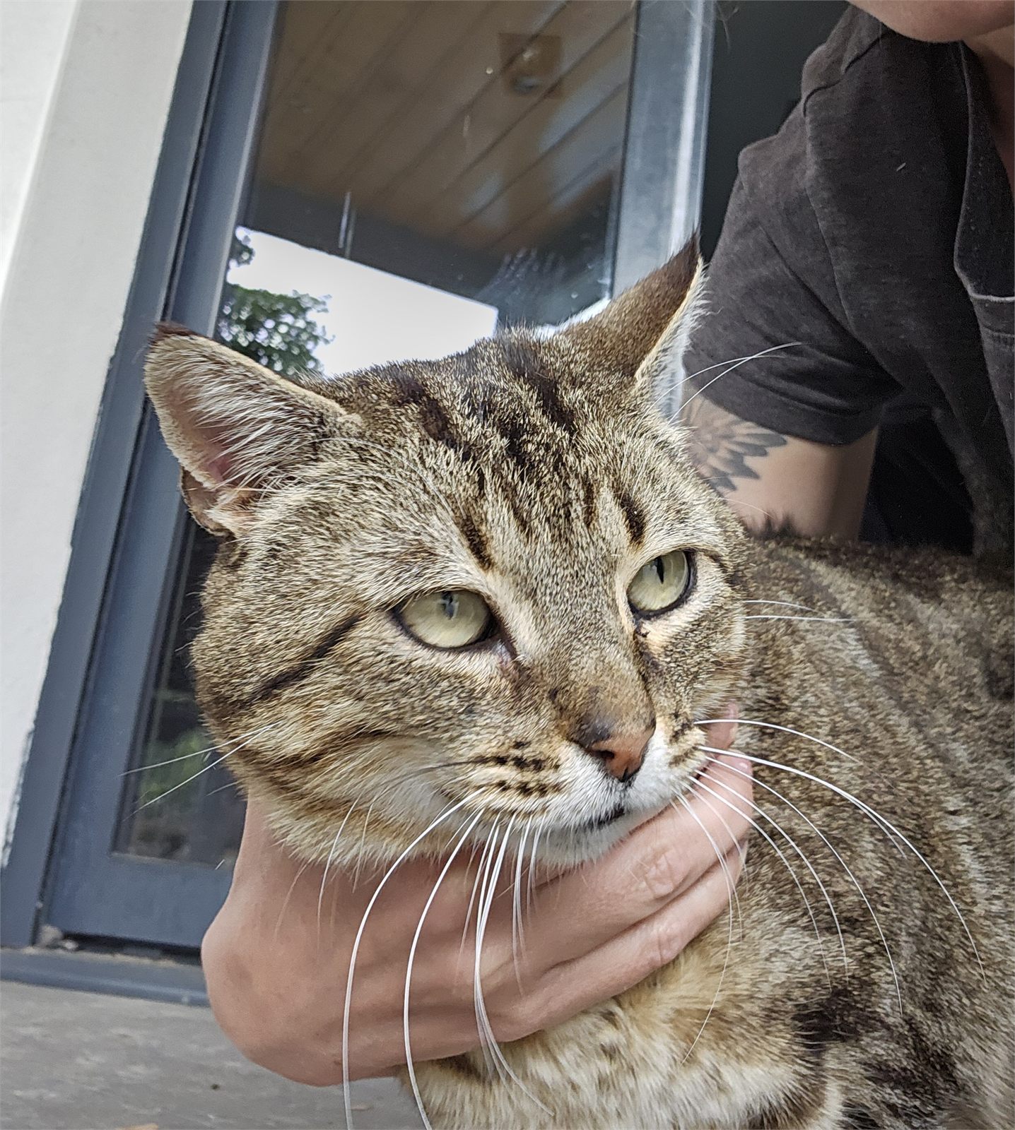 Chat suivi en petsitting à domicile