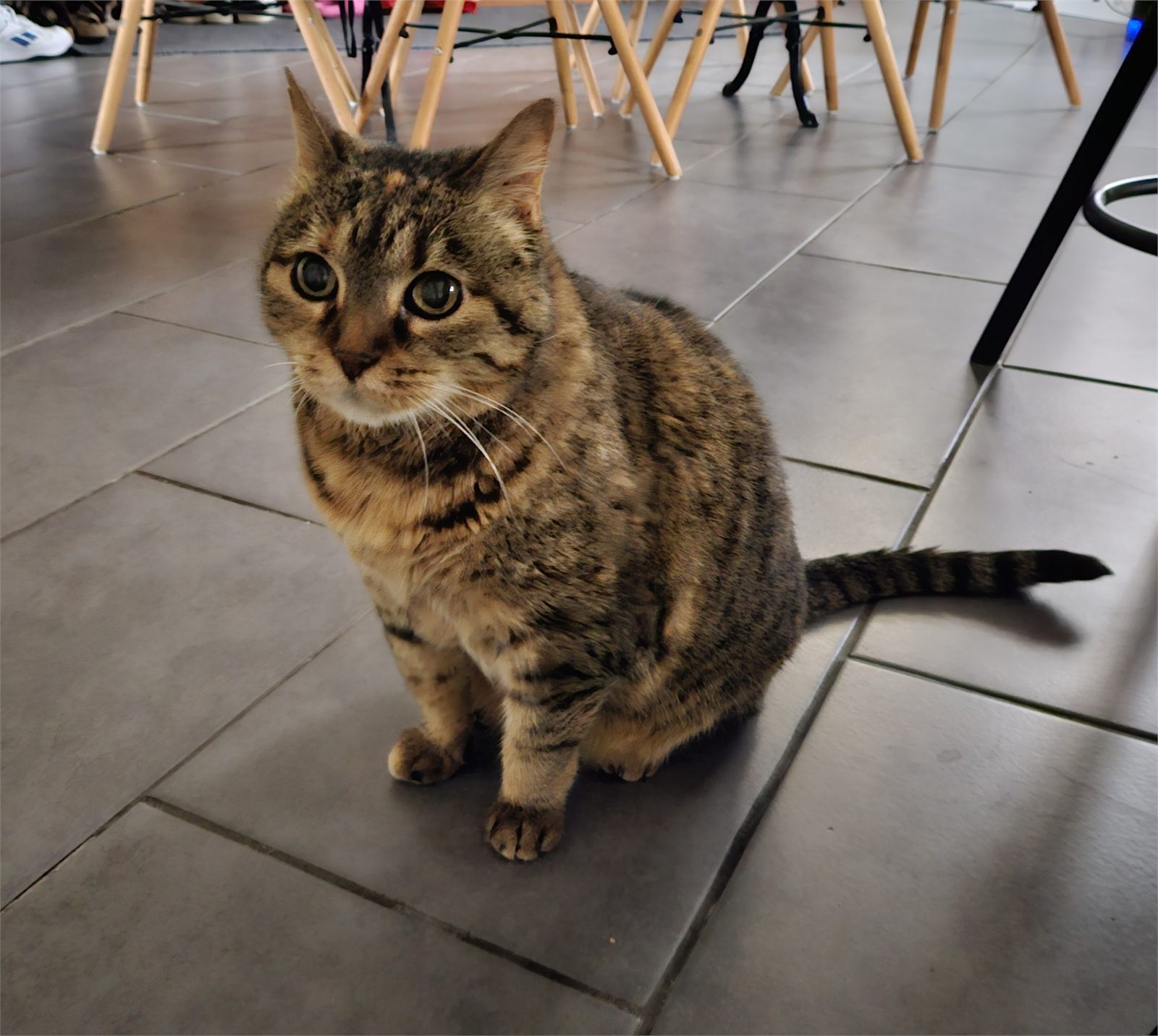 Chat observant depuis son espace de vie
