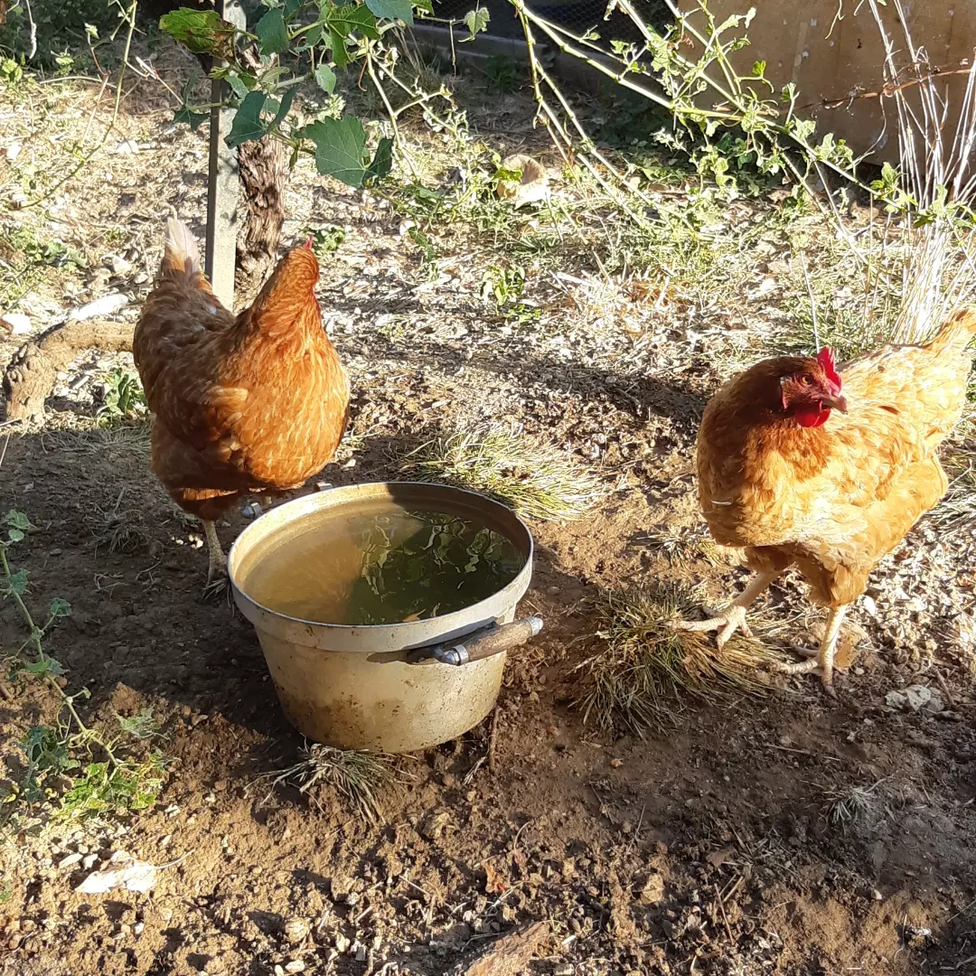 Poule observée pendant une sortie accompagnée