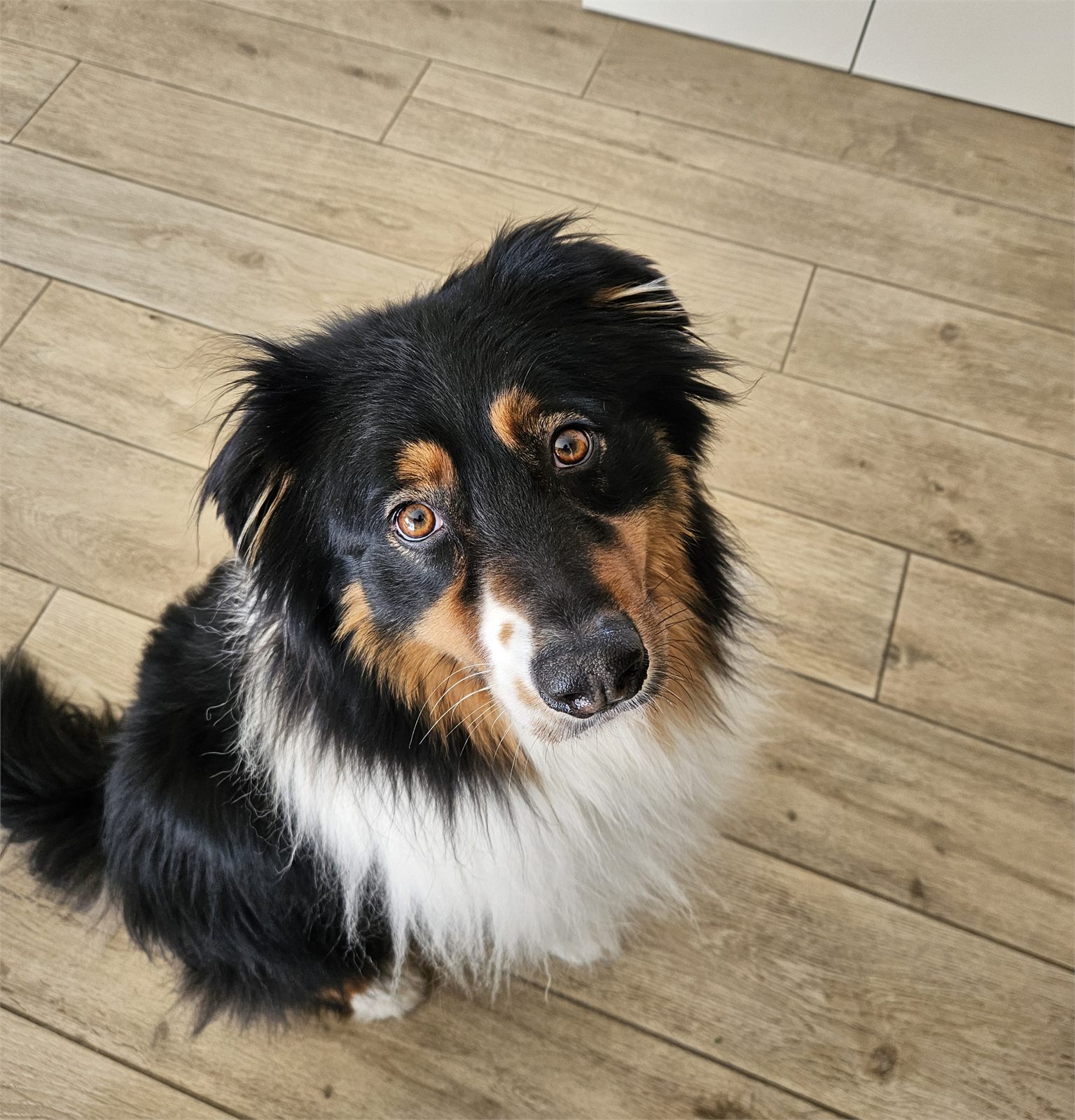 Chien accompagné en séance d'éducation