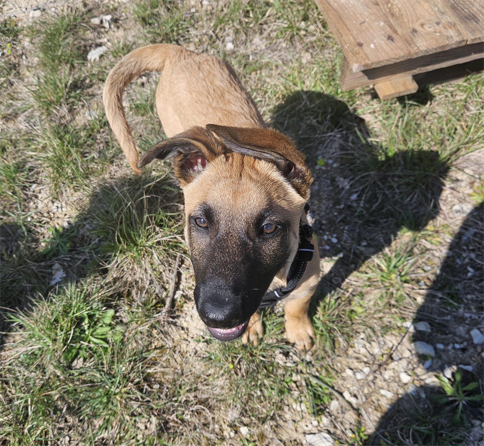 Chien suivi en rééducation comportementale