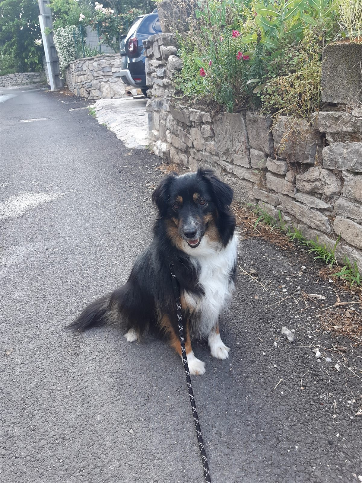 Éducation et rééducation canine