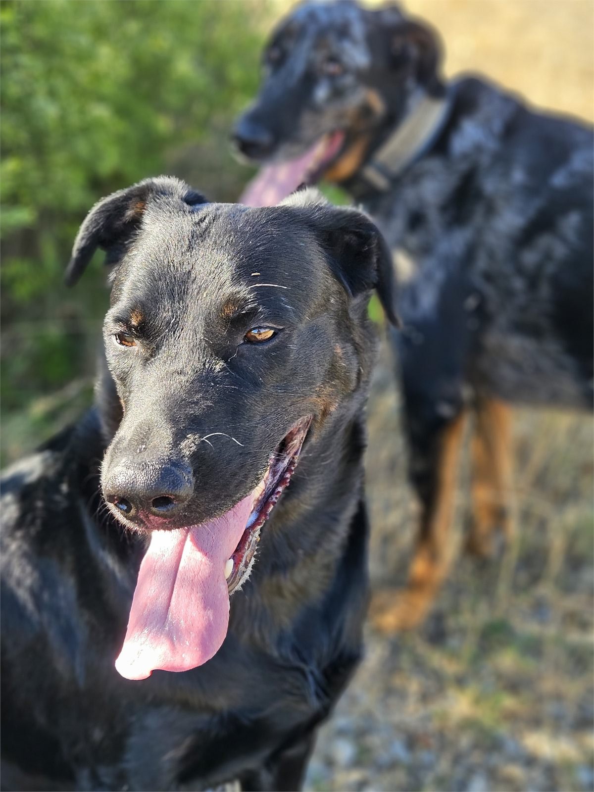 Texas, Beauceron