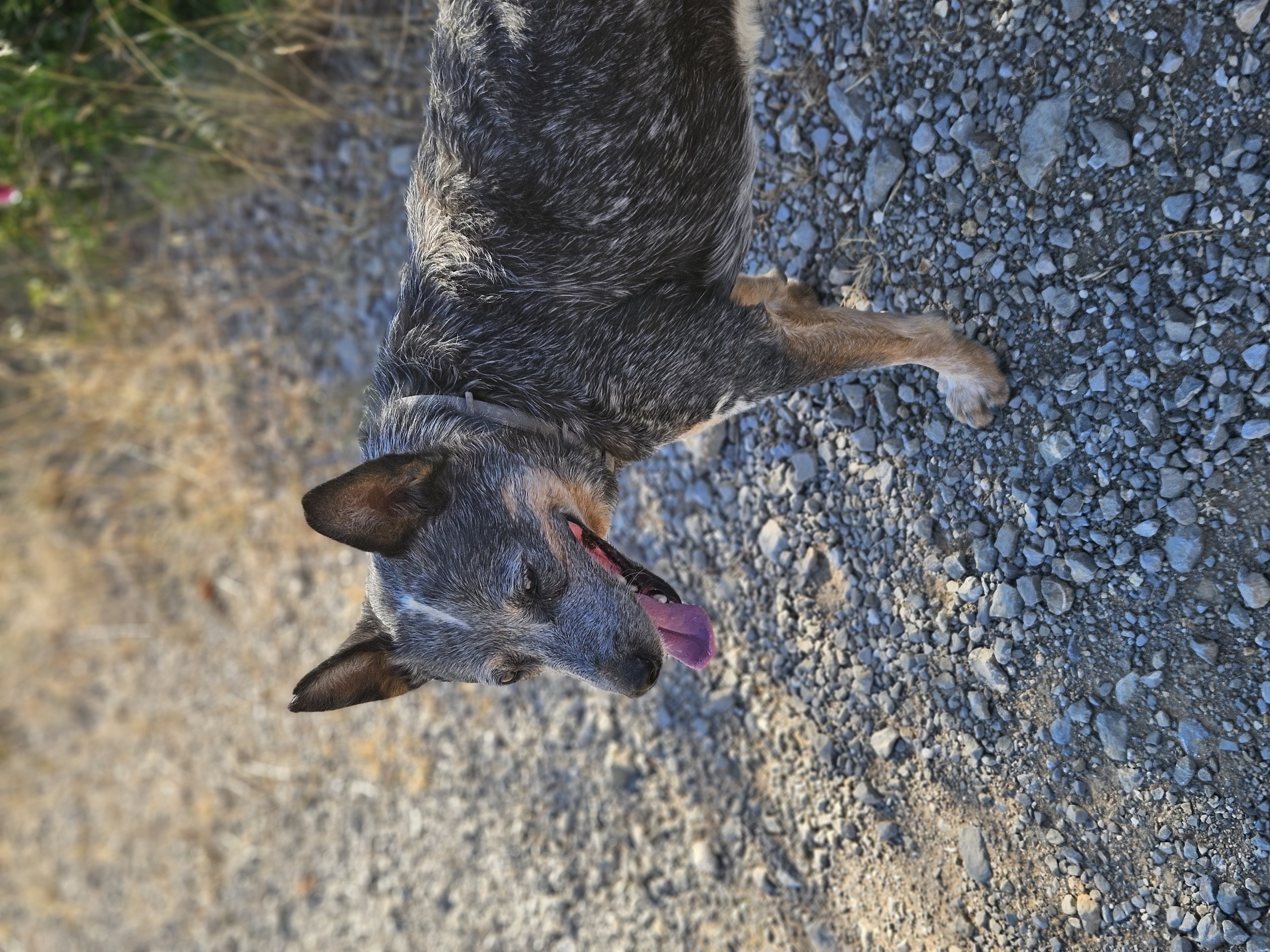 Riley — Bouvier australien