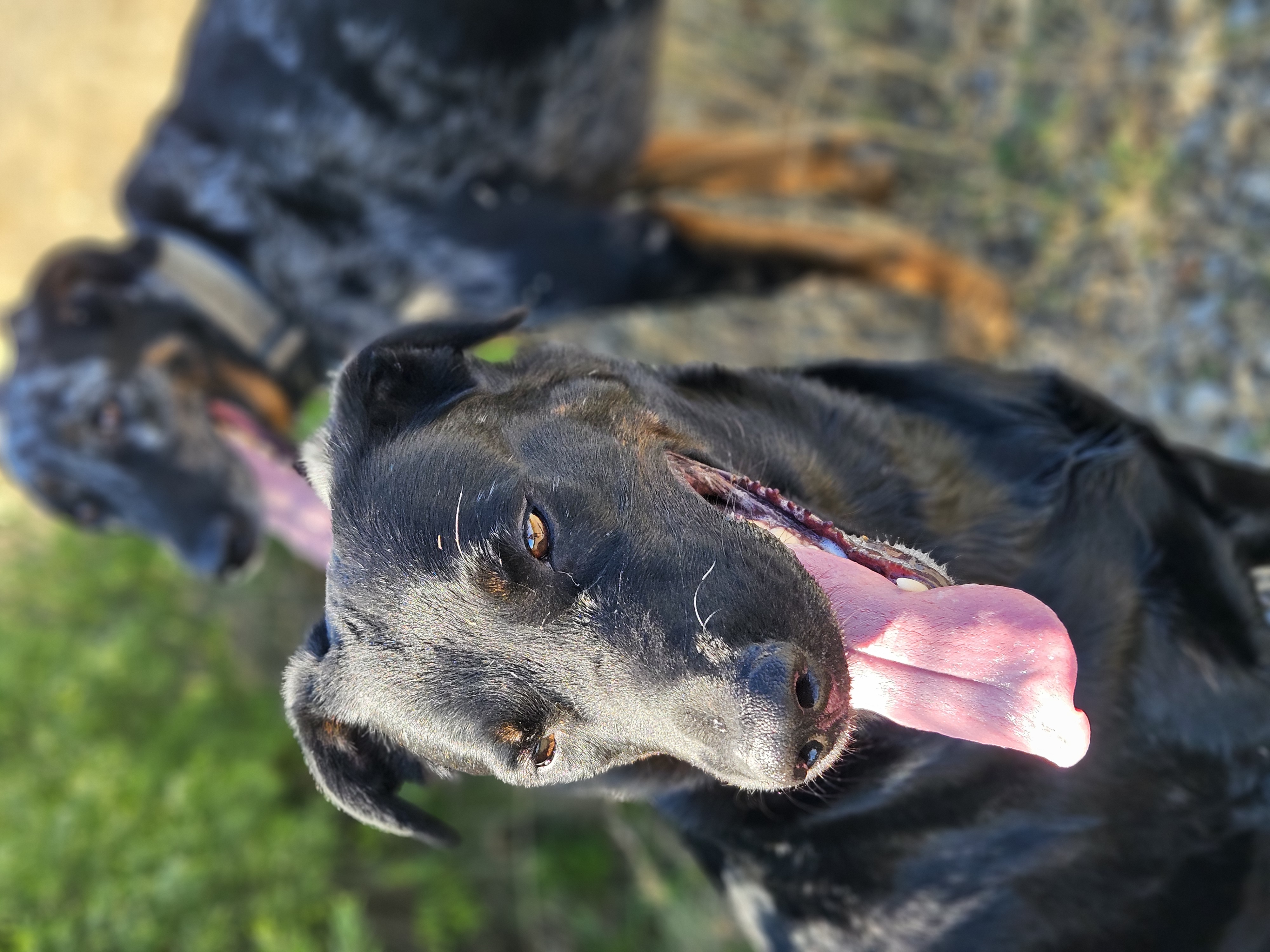 Texas — Beauceron